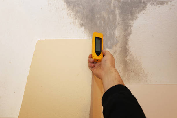 Best Mold Damage Restoration  in Mount Clemens, MI