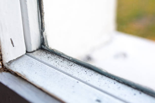 Best Black Mold Removal  in Mount Clemens, MI
