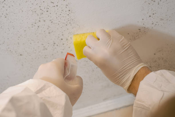 Best Water Damage & Mold Remediation  in Mount Clemens, MI