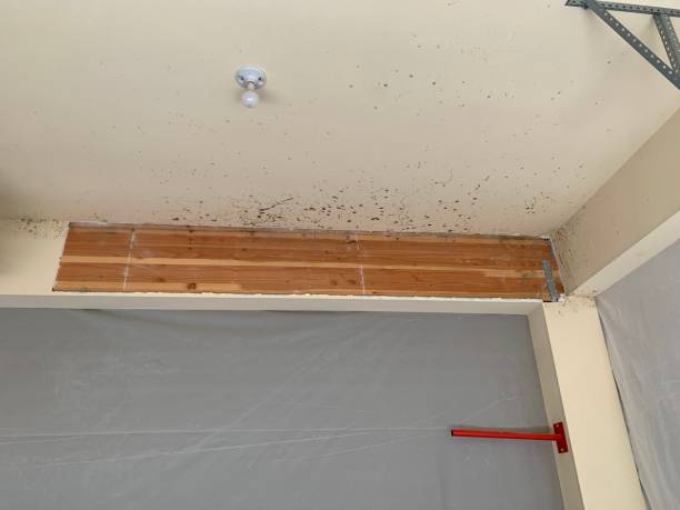 Best Mold Prevention Services  in Mount Clemens, MI