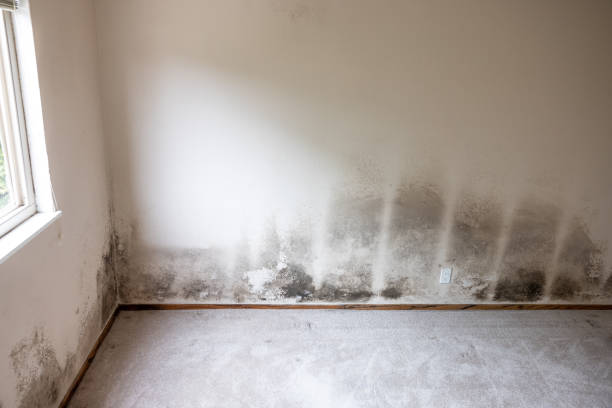 Best Comprehensive Air Testing for Mold Contaminants  in Mount Clemens, MI
